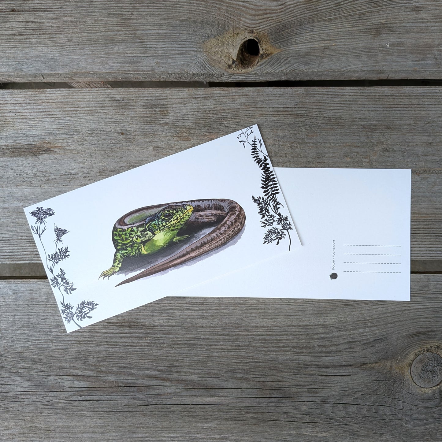 Postkarte Zauneidechse