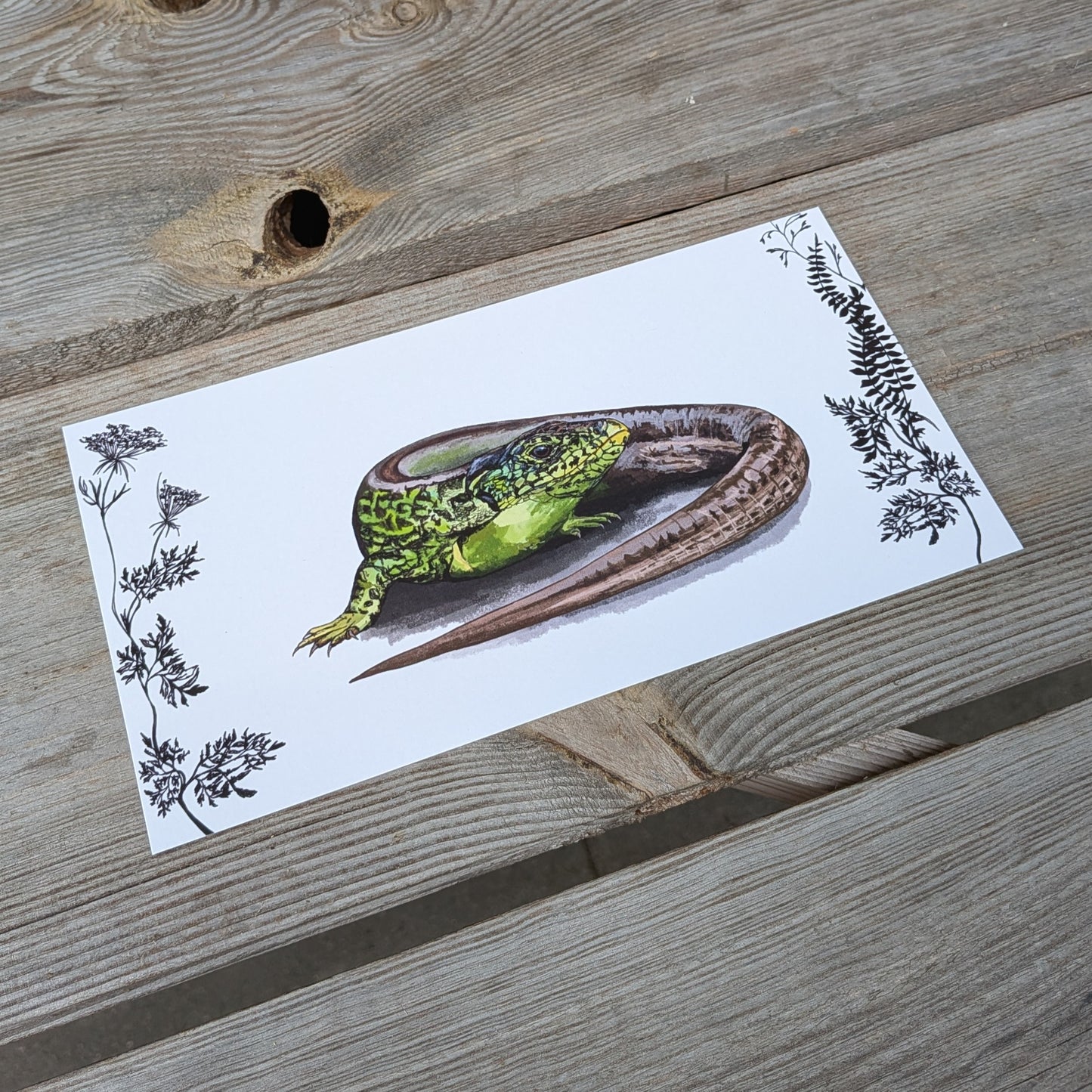 Postkarte Zauneidechse