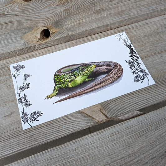 Postkarte Zauneidechse