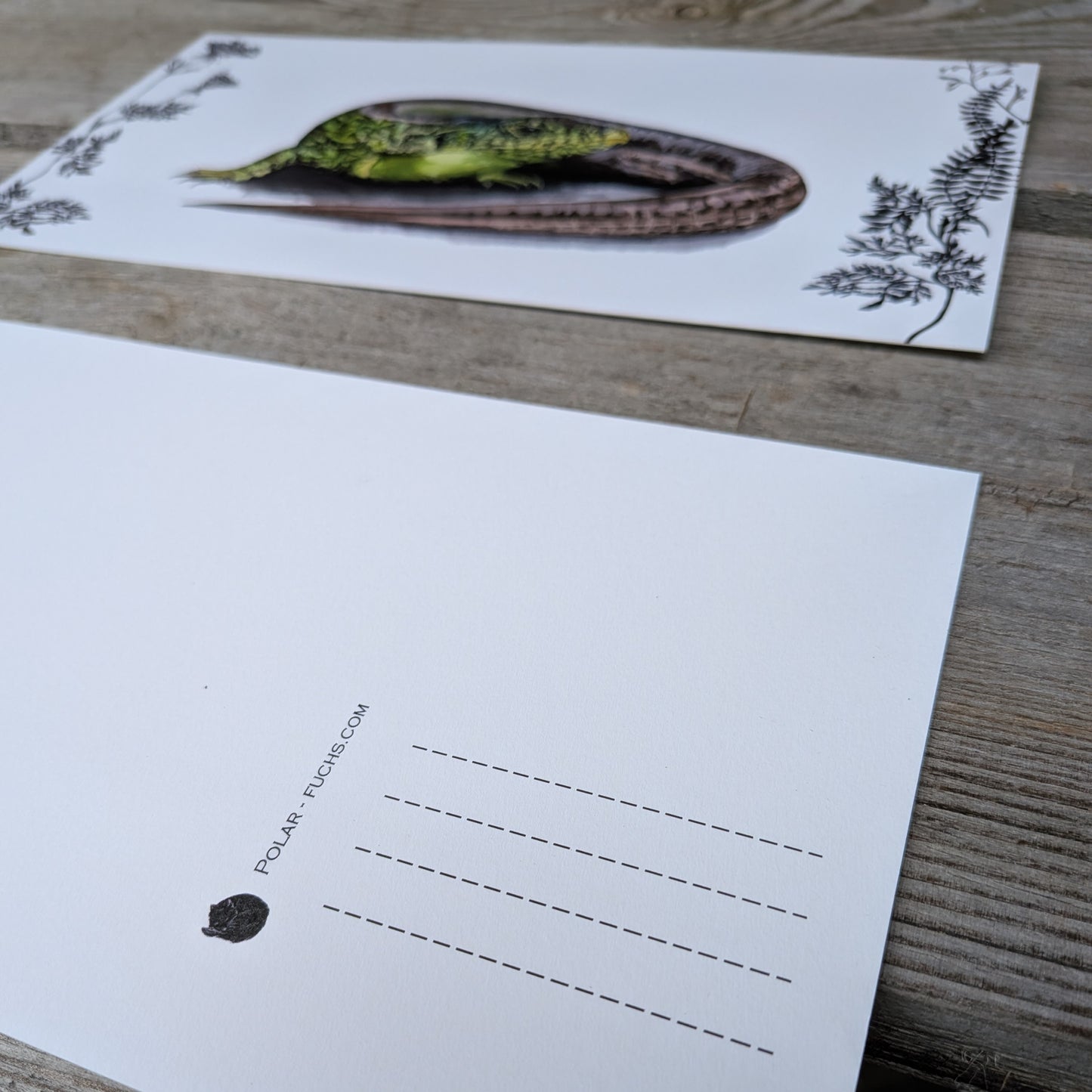 Postkarte Zauneidechse